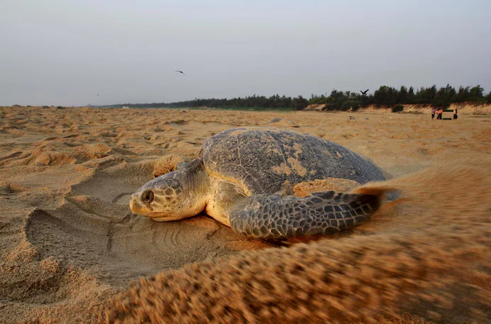 dead-olive-ridley-turtles